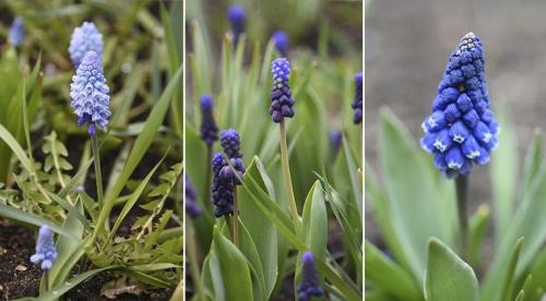 Похожий на сирень кустарник. Буддлея или осенняя сирень — правила выращивания 19