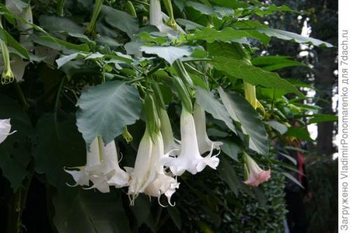 Ядовитое растение похожее на сирень. 11 ядовитых растений - опасная красота на даче