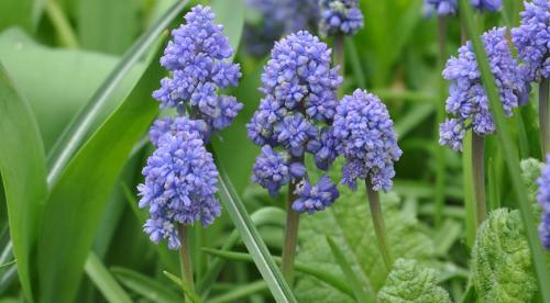 Похожий на сирень кустарник. Буддлея или осенняя сирень — правила выращивания 20