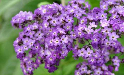 Цветы похожие на сирень белые. Названия растений похожих на сирень