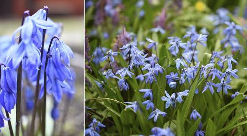 Похожий на сирень кустарник. Буддлея или осенняя сирень — правила выращивания 21