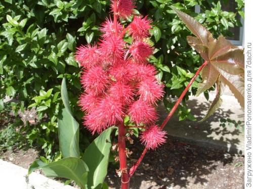 Ядовитое растение похожее на сирень. 11 ядовитых растений - опасная красота на даче