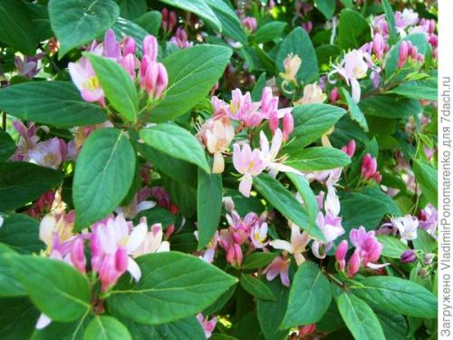 Ядовитое растение похожее на сирень. 11 ядовитых растений - опасная красота на даче