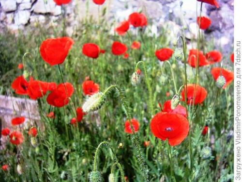 Ядовитое растение похожее на сирень. 11 ядовитых растений - опасная красота на даче