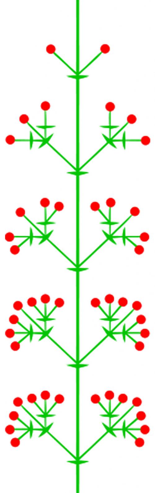 С чем путают сирень. Цветы