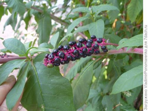 Ядовитое растение похожее на сирень. 11 ядовитых растений - опасная красота на даче