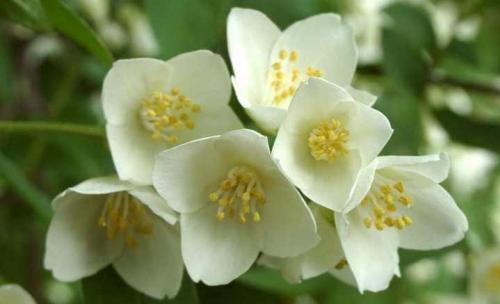 Цветы похожие на сирень белые. Названия растений похожих на сирень