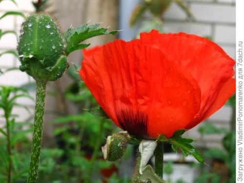 Ядовитое растение похожее на сирень. 11 ядовитых растений - опасная красота на даче