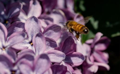 С чем путают сирень. Цветы