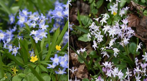 Похожий на сирень кустарник. Буддлея или осенняя сирень — правила выращивания 22