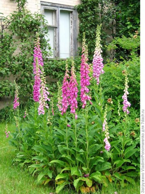 Ядовитое растение похожее на сирень. 11 ядовитых растений - опасная красота на даче