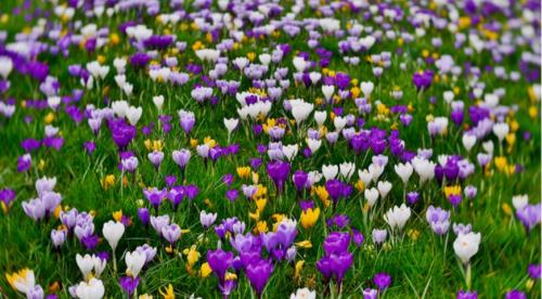 Похожий на сирень кустарник. Буддлея или осенняя сирень — правила выращивания 17