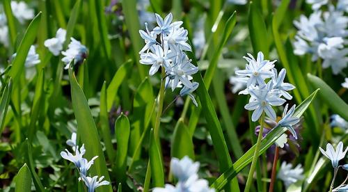 Похожий на сирень кустарник. Буддлея или осенняя сирень — правила выращивания 23