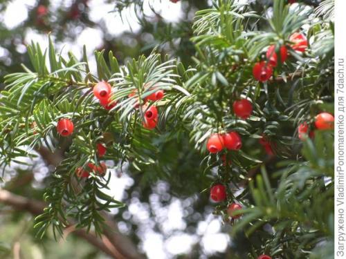 Ядовитое растение похожее на сирень. 11 ядовитых растений - опасная красота на даче