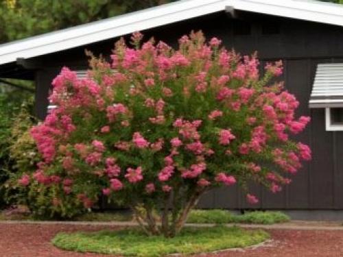 Похожий на сирень кустарник. Буддлея или осенняя сирень — правила выращивания 26