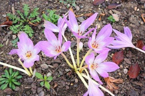 Ядовитое растение похожее на сирень. 11 ядовитых растений - опасная красота на даче