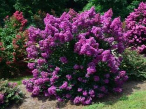 Похожий на сирень кустарник. Буддлея или осенняя сирень — правила выращивания 27