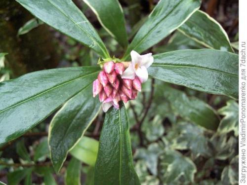 Ядовитое растение похожее на сирень. 11 ядовитых растений - опасная красота на даче