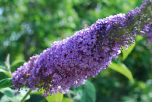 Похожий на сирень кустарник. Буддлея или осенняя сирень — правила выращивания 15