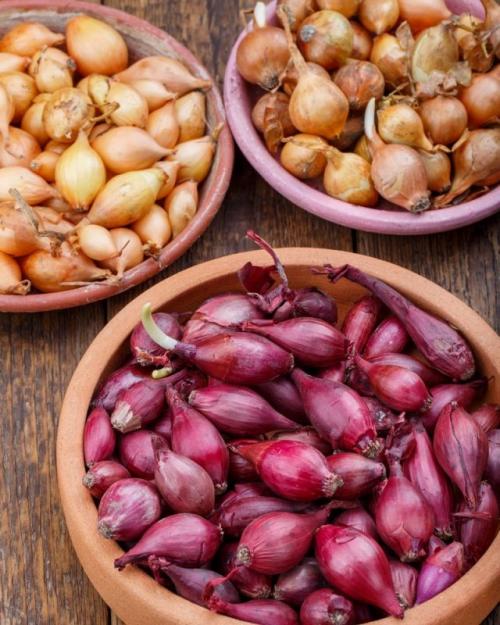 Как выбрать луковицы для осенней закладки. Выбор сортов