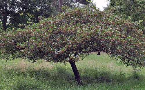 Как обеспечить правильное увлажнение боярышника после посадки осенью. Посадка в открытый грунт