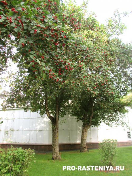 Осенние садоводческие советы: когда сажать боярышник 01 Осенние садоводческие советы: когда сажать боярышник 01