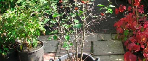 Какие удобрения следует использовать для посадки боярышника осенью. Когда сажать боярышник