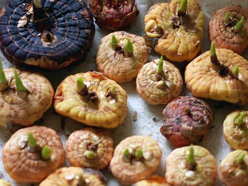 Какие условия необходимо создать для луковиц после закладки. Как хранить гладиолусы зимой