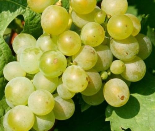 Выбириаем сорт винограда для северных регионов. ПЕРСПЕКТИВНЫЕ СОРТА ВИНОГРАДА ДЛЯ CЕВЕРНОГО ВИНОДЕЛИЯ И ПРИГОТОВЛЕНИЯ СОКОВ 07