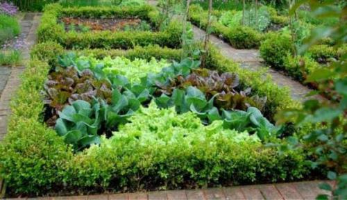 Как совместить сад и огород на маленьком участке. Секреты размещения огорода на небольшом участке