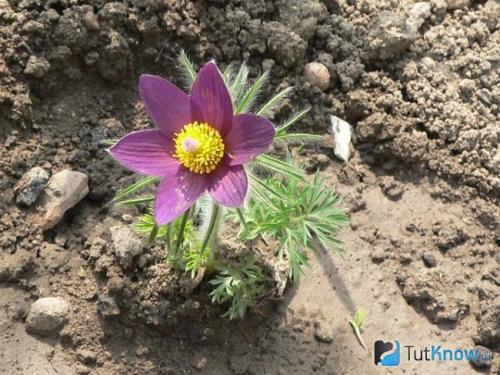 Прострел, как вырастить из семян. Прострел из семян: несколько правил 09