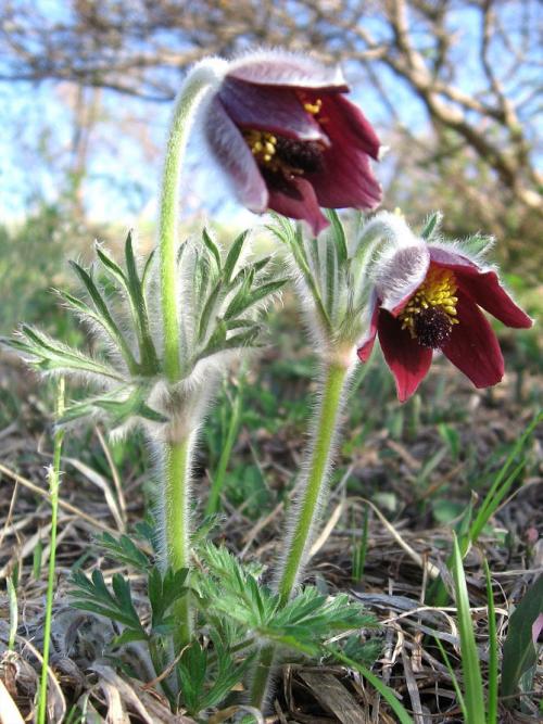 Сон-трава, как вырастить из семян. Виды и сорта