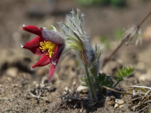 Прострел, как вырастить из семян. Прострел из семян: несколько правил 12