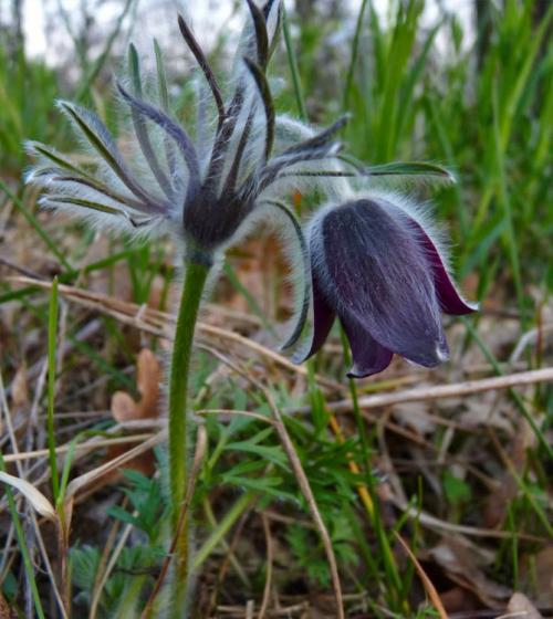 Сон-трава, как вырастить из семян. Виды и сорта