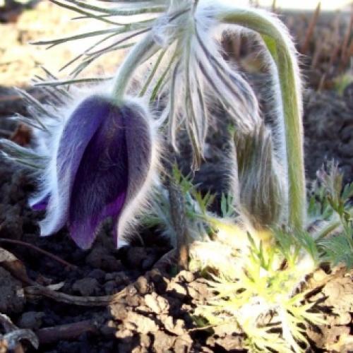 Прострел, как вырастить из семян. Прострел из семян: несколько правил 14