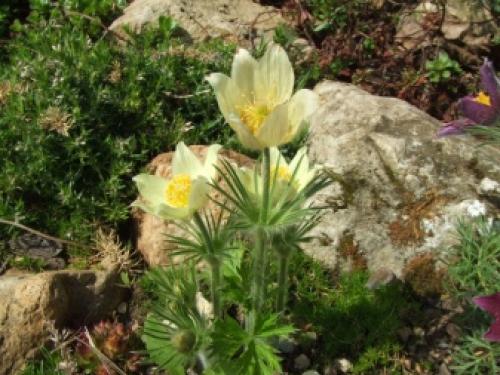 Прострел, как вырастить из семян. Прострел из семян: несколько правил 13