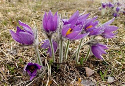 Сон-трава, как вырастить из семян. Виды и сорта