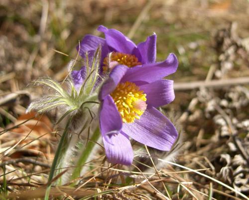 Сон-трава, как вырастить из семян. Виды и сорта