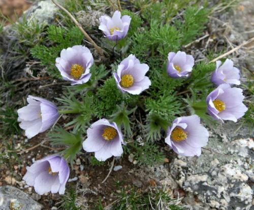 Сон-трава, как вырастить из семян. Виды и сорта