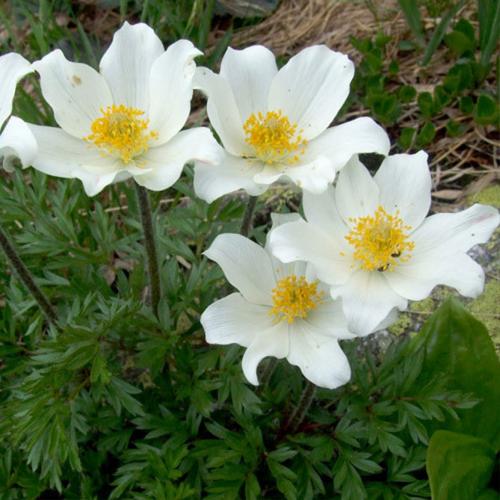 Сон-трава, как вырастить из семян. Виды и сорта