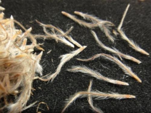 Прострел, как вырастить из семян. Прострел из семян: несколько правил 11