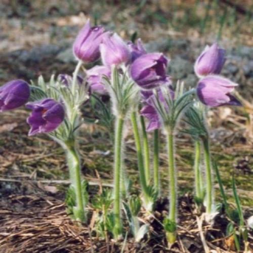 Прострел, как вырастить из семян. Прострел из семян: несколько правил 15