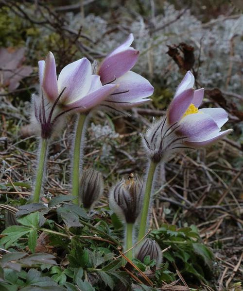 Сон-трава, как вырастить из семян. Виды и сорта