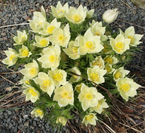 Сон-трава, как вырастить из семян. Виды и сорта