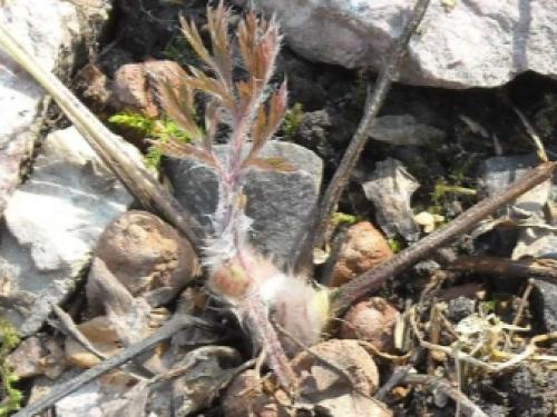 Прострел, как вырастить из семян. Прострел из семян: несколько правил 10