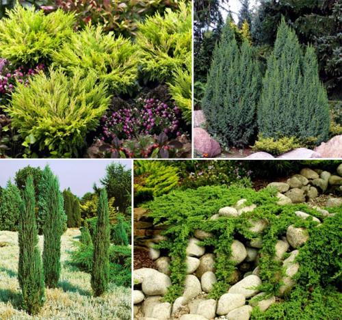 Какой Можжевельник самый полезный. Ботаническое описание растения, фото