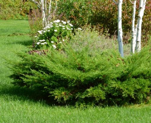 Какой Можжевельник самый полезный. Ботаническое описание растения, фото