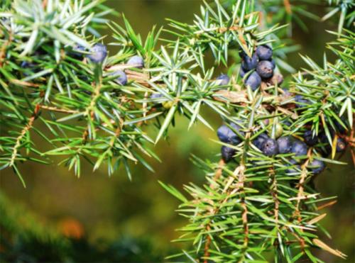 Какой Можжевельник самый полезный. Ботаническое описание растения, фото