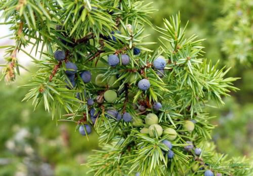 Какой Можжевельник самый полезный. Ботаническое описание растения, фото 05