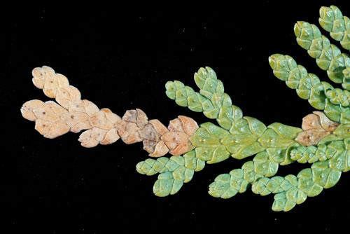 Как предотвратить развитие болезней и вредителей у семян туи. Сосущие вредители